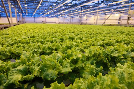 greenhouse where vegetables and greens growの写真素材