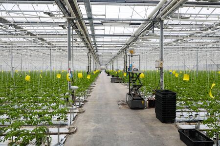 greenhouse where vegetables and greens growの写真素材