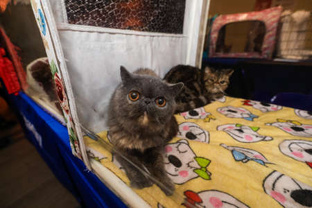 MINSK, BELARUS - 1 MARCH, 2020: exhibition and sale of pedigree catsのeditorial素材