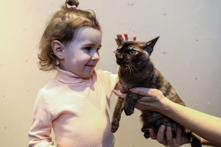 MINSK, BELARUS - 1 MARCH, 2020: exhibition and sale of pedigree catsのeditorial素材