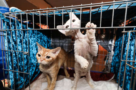 MINSK, BELARUS - 1 MARCH, 2020: exhibition and sale of pedigree catsのeditorial素材