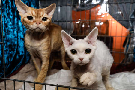 MINSK, BELARUS - 1 MARCH, 2020: exhibition and sale of pedigree catsのeditorial素材