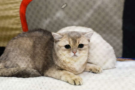 MINSK, BELARUS - 1 MARCH, 2020: exhibition and sale of pedigree catsのeditorial素材
