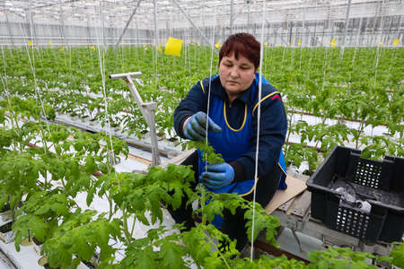 MINSK, BELARUS - 1 MARCH, 2020: woman farmer working in a greenhouse with vegetablesのeditorial素材