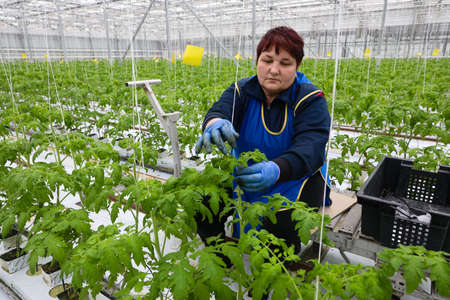 MINSK, BELARUS - 1 MARCH, 2020: woman farmer working in a greenhouse with vegetablesのeditorial素材