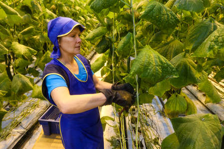 MINSK, BELARUS - 1 MARCH, 2020: woman farmer working in a greenhouse with vegetablesのeditorial素材