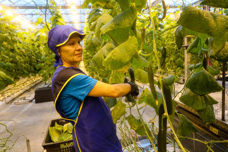 MINSK, BELARUS - 1 MARCH, 2020: woman farmer working in a greenhouse with vegetablesのeditorial素材