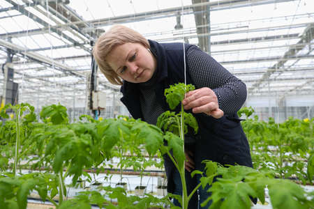 MINSK, BELARUS - 1 MARCH, 2020: woman farmer working in a greenhouse with vegetablesのeditorial素材