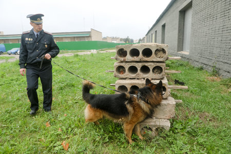MINSK, BELARUS - 1 March, 2022: police dog looking for drugsのeditorial素材