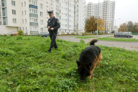MINSK, BELARUS - 1 March, 2022: police dog looking for drugsのeditorial素材
