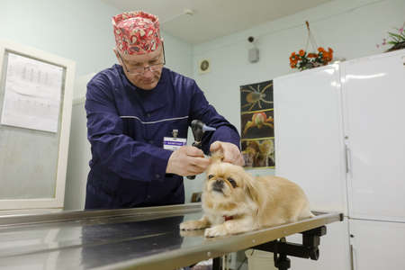 MINSK, BELARUS - 18 FEBRUARY, 2022: Veterinarian treats Pekingese dogの写真素材