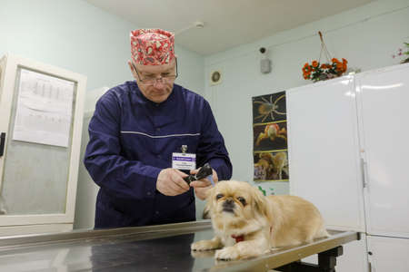 MINSK, BELARUS - 18 FEBRUARY, 2022: Veterinarian treats Pekingese dogの写真素材