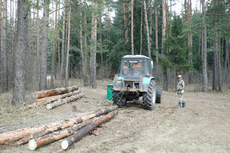 MINSK, BELARUS - 18 FEBRUARY, 2022: workers sawing trees in the forestの写真素材