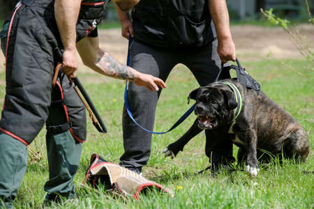 MINSK, BELARUS - 18 FEBRUARY, 2022: wrestling dog trainingの写真素材