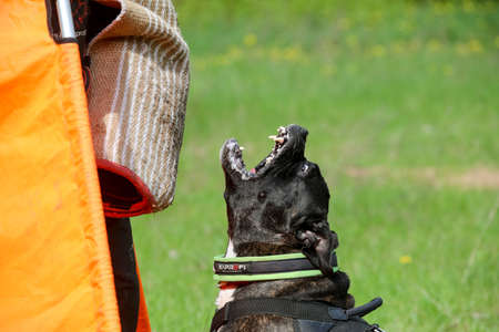 MINSK, BELARUS - 18 FEBRUARY, 2022: wrestling dog trainingの写真素材