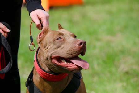 MINSK, BELARUS - 18 FEBRUARY, 2022: wrestling dog trainingの写真素材