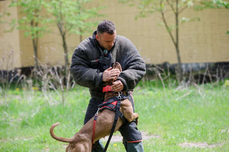 MINSK, BELARUS - 18 FEBRUARY, 2022: wrestling dog trainingの写真素材