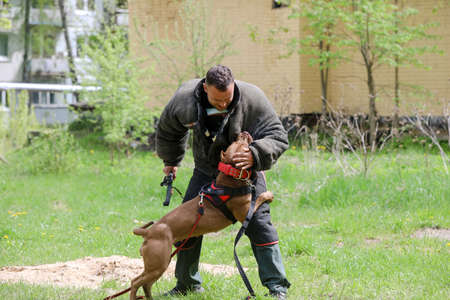 MINSK, BELARUS - 18 FEBRUARY, 2022: wrestling dog trainingの写真素材