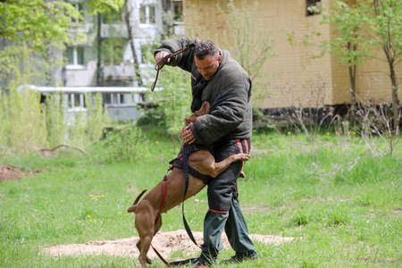 MINSK, BELARUS - 18 FEBRUARY, 2022: wrestling dog trainingの写真素材