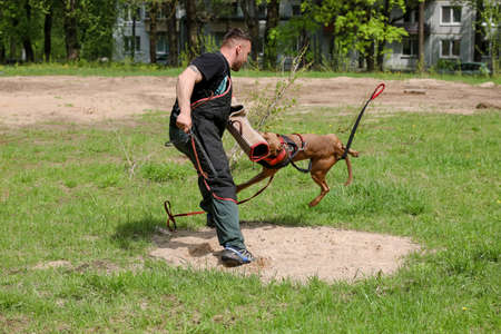 MINSK, BELARUS - 18 FEBRUARY, 2022: wrestling dog trainingの写真素材