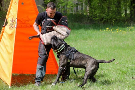 MINSK, BELARUS - 18 FEBRUARY, 2022: wrestling dog trainingの写真素材