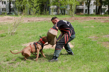 MINSK, BELARUS - 18 FEBRUARY, 2022: wrestling dog trainingの写真素材