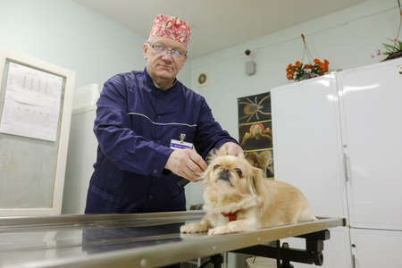 MINSK, BELARUS - 18 FEBRUARY, 2022: Veterinarian treats Pekingese dogのeditorial素材