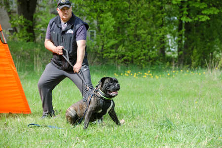 MINSK, BELARUS - 18 FEBRUARY, 2022: wrestling dog trainingのeditorial素材