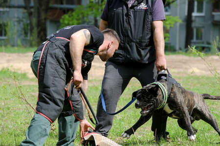 MINSK, BELARUS - 18 FEBRUARY, 2022: wrestling dog trainingのeditorial素材