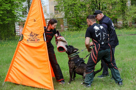 MINSK, BELARUS - 18 FEBRUARY, 2022: wrestling dog trainingのeditorial素材