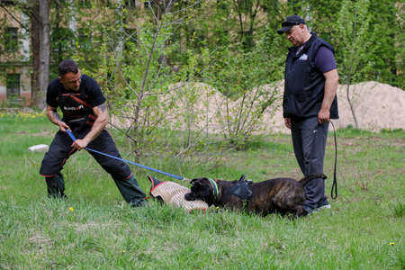 MINSK, BELARUS - 18 FEBRUARY, 2022: wrestling dog trainingのeditorial素材