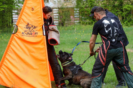 MINSK, BELARUS - 18 FEBRUARY, 2022: wrestling dog trainingのeditorial素材