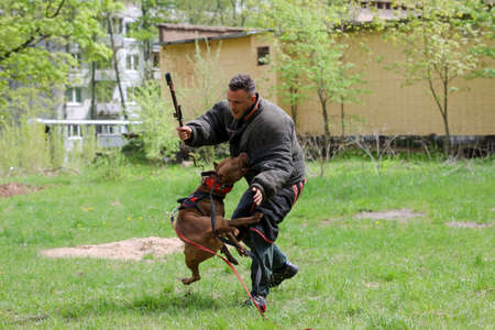 MINSK, BELARUS - 18 FEBRUARY, 2022: wrestling dog trainingのeditorial素材