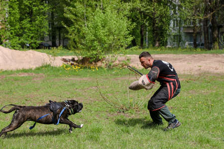 MINSK, BELARUS - 18 FEBRUARY, 2022: wrestling dog trainingのeditorial素材