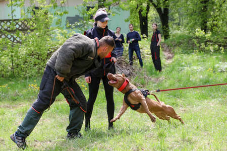 MINSK, BELARUS - 18 FEBRUARY, 2022: wrestling dog trainingのeditorial素材