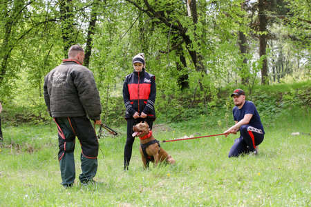 MINSK, BELARUS - 18 FEBRUARY, 2022: wrestling dog trainingのeditorial素材