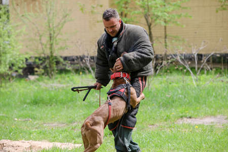 MINSK, BELARUS - 18 FEBRUARY, 2022: wrestling dog trainingのeditorial素材