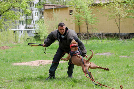 MINSK, BELARUS - 18 FEBRUARY, 2022: wrestling dog trainingのeditorial素材