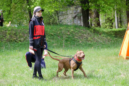 MINSK, BELARUS - 18 FEBRUARY, 2022: wrestling dog trainingのeditorial素材