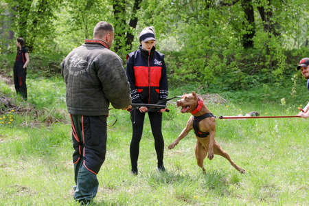 MINSK, BELARUS - 18 FEBRUARY, 2022: wrestling dog trainingのeditorial素材
