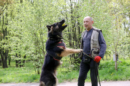 MINSK, BELARUS - 18 FEBRUARY, 2022: wrestling dog trainingのeditorial素材