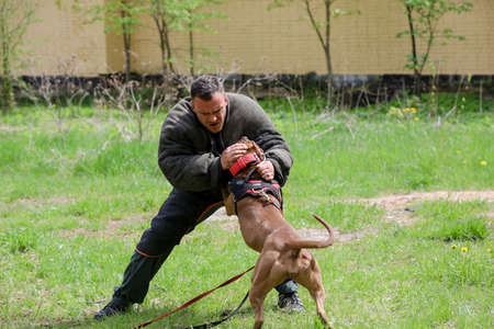 MINSK, BELARUS - 18 FEBRUARY, 2022: wrestling dog trainingのeditorial素材