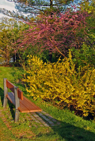 Colorfull bushes at spring sunsetの写真素材