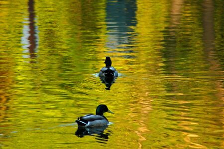 Two ducks and trees reflection in pondの写真素材
