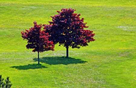 Two treesの写真素材