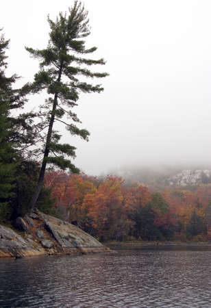 Lonely spruce trees in the lake shore in Killarney parkの写真素材