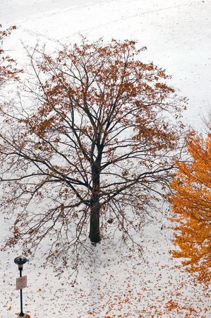 Maple trees with yellow and brown leaves on snow background