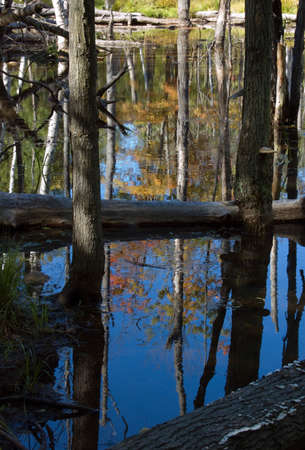 Color reflection of leaves in water of wood lake