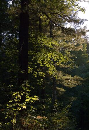 A wood in back sunlight. BonEcho Provincial Park