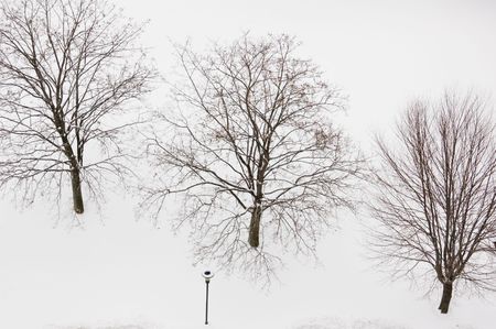 trees on white snow backgroundの写真素材